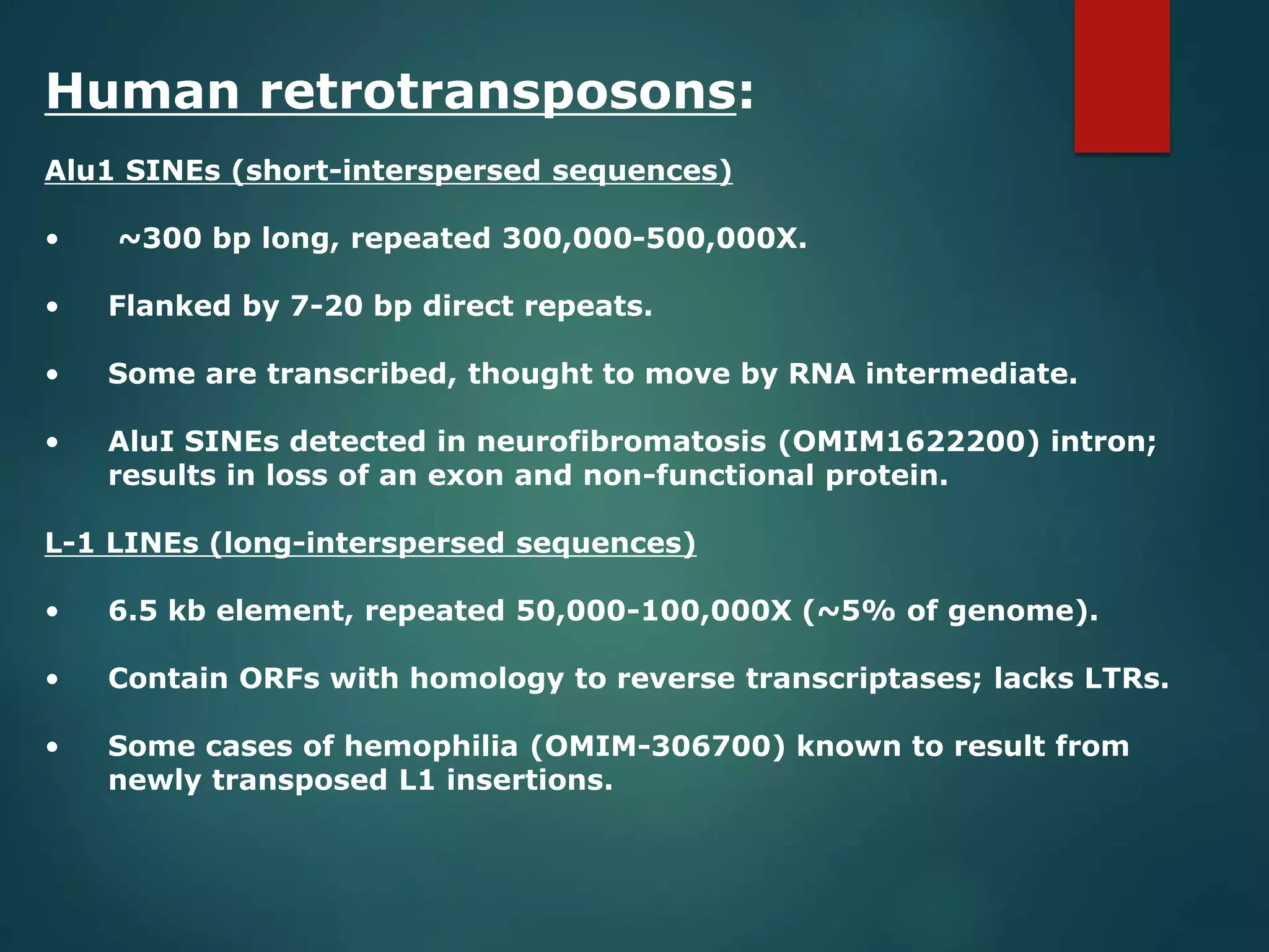 Human retrotransposons:
Alu1 SINEs (short-interspersed sequences)
• ~300 bp long, repeated 300,000-500,000X.
• Flanked by 7-20 bp direct repeats.
• Some are transcribed, thought to move by RNA intermediate.
• AluI SINEs detected in neurofibromatosis (OMIM1622200) intron;
results in loss of an exon and non-functional protein.
L-1 LINEs (long-interspersed sequences)
• 6.5 kb element, repeated 50,000-100,000X (~5% of genome).
• Contain ORFs with homology to reverse transcriptases; lacks LTRs.
• Some cases of hemophilia (OMIM-306700) known to result from
newly transposed L1 insertions.
 