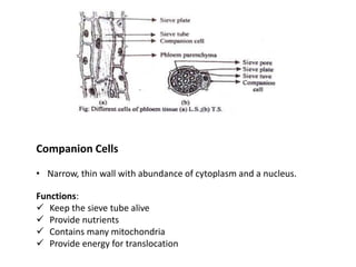 Translocation Process Companion Cell Transpotation | PPTX