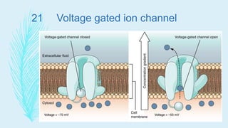 Transpoters and ion channels | PPTX