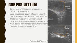 Transrectal ultrasonography in reproductive management of cattle | PPTX