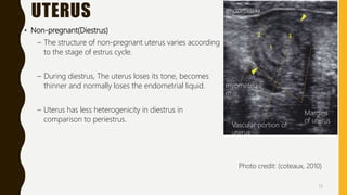 Transrectal ultrasonography in reproductive management of cattle | PPTX