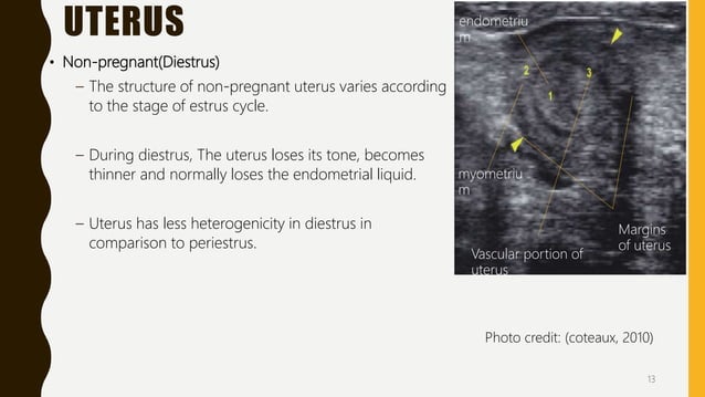 Transrectal ultrasonography in reproductive management of cattle | PPTX