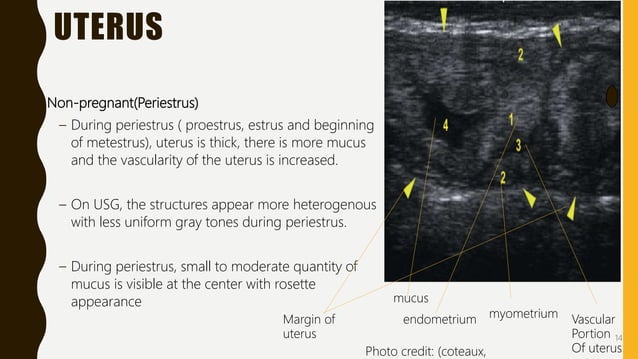 Transrectal ultrasonography in reproductive management of cattle | PPTX