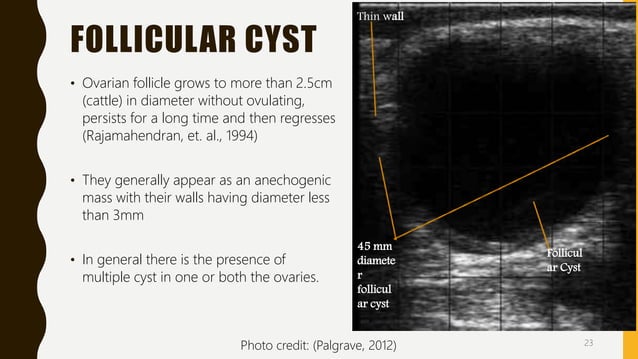Transrectal ultrasonography in reproductive management of cattle | PPTX