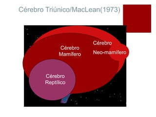 Cérebro Triúnico/MacLean(1973)
Cérebro
Reptílico
Cérebro
Mamífero
Cérebro
Neo-mamífero
 