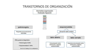 TRANSTORNOS DE ORGANIZACIÓN
 