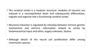 • The cerebral cortex is a modular structure: modules of neurons are
induced in a neuroepithelial sheet and subsequently differentiate,
migrate and organize into a functioning cerebral cortex.
• Neuronal induction is regulated by interplay between intrinsic genetic
mechanisms and extrinsic information relayed to cortex by
thalamocortical input and other, largely unknown, factors.
• Although details of the neural cell proliferation differ among
mammalian species.
 