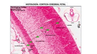 HISTOLOGÍA: CORTEZA CEREBRAL FETAL
 