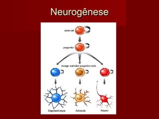 NeurogêneseNeurogênese
 
