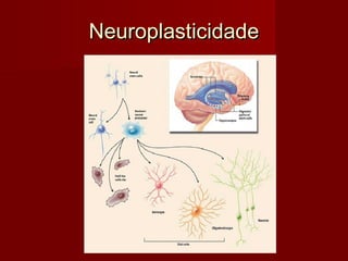 NeuroplasticidadeNeuroplasticidade
 