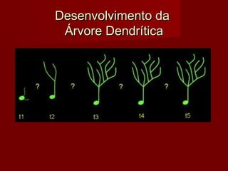 Desenvolvimento daDesenvolvimento da
Árvore DendríticaÁrvore Dendrítica
 
