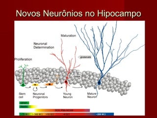 Novos Neurônios no HipocampoNovos Neurônios no Hipocampo
 