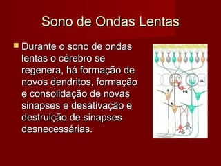 Sono de Ondas LentasSono de Ondas Lentas
 Durante o sono de ondasDurante o sono de ondas
lentas o cérebro selentas o cérebro se
regenera, há formação deregenera, há formação de
novos dendritos, formaçãonovos dendritos, formação
e consolidação de novase consolidação de novas
sinapses e desativação esinapses e desativação e
destruição de sinapsesdestruição de sinapses
desnecessárias.desnecessárias.
 