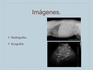 Imágenes.

❖

Radiografía.

❖

Ecografía

 
