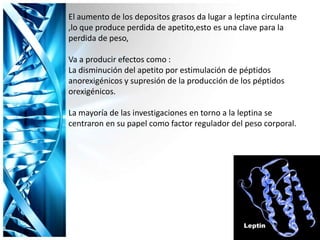 El aumento de los depositos grasos da lugar a leptina circulante
,lo que produce perdida de apetito,esto es una clave para la
perdida de peso,
Va a producir efectos como :
La disminución del apetito por estimulación de péptidos
anorexigénicos y supresión de la producción de los péptidos
orexigénicos.
La mayoría de las investigaciones en torno a la leptina se
centraron en su papel como factor regulador del peso corporal.
 