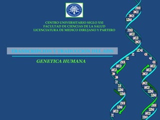 CENTRO UNIVERSITARIO SIGLO XXI
FACULTAD DE CIENCIAS DE LA SALUD
LICENCIATURA DE MEDICO DIRUJANO Y PARTERO
TRANSCRIPCION Y TRADUCCION DEL ADN
GENETICA HUMANA
 