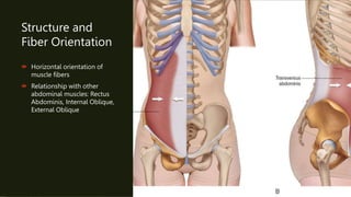 Structure and
Fiber Orientation
 Horizontal orientation of
muscle fibers
 Relationship with other
abdominal muscles: Rectus
Abdominis, Internal Oblique,
External Oblique
 
