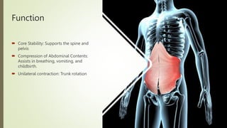 Function
 Core Stability: Supports the spine and
pelvis
 Compression of Abdominal Contents:
Assists in breathing, vomiting, and
childbirth.
 Unilateral contraction: Trunk rotation
 