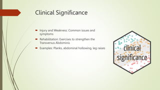 Clinical Significance
 Injury and Weakness: Common issues and
symptoms
 Rehabilitation: Exercises to strengthen the
Transversus Abdominis
 Examples: Planks, abdominal hollowing, leg raises
 