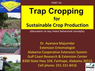 Trap Cropping  for  Sustainable Crop Production Dr. Ayanava Majumdar Extension Entomologist Alabama Cooperative Extension System Gulf Coast Research & Extension Center 8300 State Hwy 104, Fairhope, Alabama 36532 Cell phone: 251-331-8416 PART 3A (discussion on key insect behavioral concepts) 