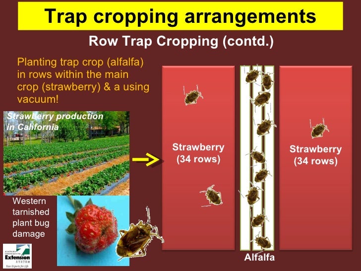 Trap Cropping Techniques