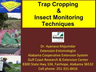 Trap Cropping  & Insect Monitoring Techniques  Dr. Ayanava Majumdar Extension Entomologist Alabama Cooperative Extension System Gulf Coast Research & Extension Center 8300 State Hwy 104, Fairhope, Alabama 36532 Cell phone: 251-331-8416 