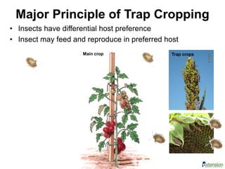 Major Principle of Trap Cropping
• Insects have differential host preference
• Insect may feed and reproduce in preferred host
Main crop Trap crops
 