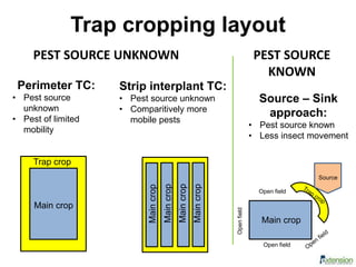 Perimeter TC:
• Pest source
unknown
• Pest of limited
mobility
Trap cropping layout
Trap crop
Main crop
Maincrop
Maincrop
Maincrop
Maincrop
Main crop
Source
Open field
Openfield
Open field
Strip interplant TC:
• Pest source unknown
• Comparitively more
mobile pests
Source – Sink
approach:
• Pest source known
• Less insect movement
PEST SOURCE UNKNOWN PEST SOURCE
KNOWN
 
