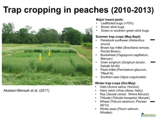 Trap cropping in peaches (2010-2013)
Akotsen-Mensah et al. (2017)
Summer trap crops (May-Sept):
• Peredovik sunflower (Helianthus
anuus)
• Brown top millet (Brachiaria ramose,
Florida Brown)
• Buckwheat (Fagopyrum sagittatum,
Mancan)
• Grain sorghum (Sorghum bicolor,
Dekalb 54-00)
• Pearl millet (Pennisetum glaucum,
Tifleaf III)
• Southern pea (Vigna unguiculata)
Winter trap crops (Oct-May):
• Oats (Avena sativa, Horizon)
• Hairy vetch (Vicia villosa, Hairy)
• Rye (Secale cereal, Wrens Abruzzi)
• Triticale (Triticale hexaploid, Monark)
• Wheat (Triticum aestivum, Pioneer
26r12)
• Winter peas (Pisum sativum,
Whistler)
Major insect pests:
• Leaffooted bugs (>70%)
• Brown stink bugs
• Green or southern green stink bugs
 