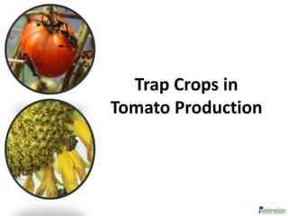 Trap Crops in
Tomato Production
 