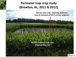 Perimeter trap crop study
(Brewton, AL, 2011 & 2012)
Tomato main crop – Celebrity, Bellarosa
(June 6, tomatoes 9 ft/2.7 m from sorghum)
NK300 Sorghum trap crop
(Planted May 23)
 