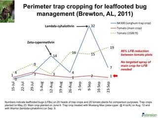 0
3
14
4
32
7
1
1 2 1
4
9
3
16 15
19
15-Jul
22-Jul
29-Jul
5-Aug
12-Aug
19-Aug
26-Aug
2-Sep
9-Sep
16-Sep
23-Sep
NK300 (sorghum trap crop)
Tomato (main crop)
Tomato (1500 ft)
Zeta-cypermethrin
Lambda-cyhalothrin
Numbers indicate leaffooted bugs (LFBs) on 20 heads of trap crops and 20 tomato plants for comparison purposes. Trap crops
planted on May 23. Main crop planted on June 6. Trap crop treated with Mustang Max (zeta-cyper. @ 4 oz/A) on Aug. 12 and
with Warrior (lambda-cyhalothrin) on Sep. 9.
Perimeter trap cropping for leaffooted bug
management (Brewton, AL, 2011)
86% LFB reduction
between tomato plots
No targeted spray of
main crop for LFB
needed
 
