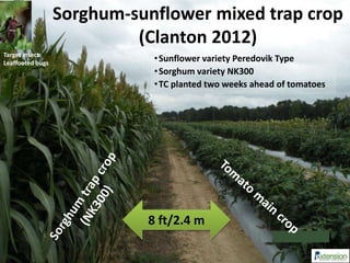 Sorghum-sunflower mixed trap crop
(Clanton 2012)
8 ft/2.4 m
Target insect:
Leaffooted bugs
•Sunflower variety Peredovik Type
•Sorghum variety NK300
•TC planted two weeks ahead of tomatoes
 