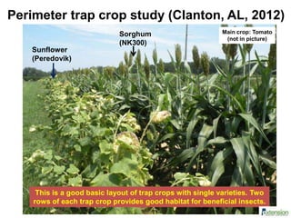 Sunflower
(Peredovik)
Sorghum
(NK300)
Main crop: Tomato
(not in picture)
Perimeter trap crop study (Clanton, AL, 2012)
This is a good basic layout of trap crops with single varieties. Two
rows of each trap crop provides good habitat for beneficial insects.
 