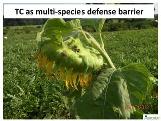TC as multi-species defense barrier
 