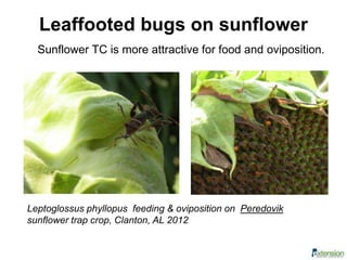 Sunflower TC is more attractive for food and oviposition.
Leaffooted bugs on sunflower
Leptoglossus phyllopus feeding & oviposition on Peredovik
sunflower trap crop, Clanton, AL 2012
 