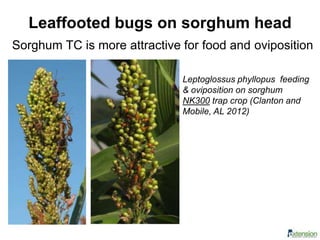 Sorghum TC is more attractive for food and oviposition
Leaffooted bugs on sorghum head
Leptoglossus phyllopus feeding
& oviposition on sorghum
NK300 trap crop (Clanton and
Mobile, AL 2012)
 