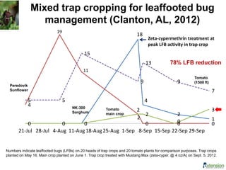 Mixed trap cropping for leaffooted bug
management (Clanton, AL, 2012)
0 0
18
4
2
1
4
2
0 0 00 0 0
2
2
0
3
5 5
15
9
13
9
7
21-Jul 28-Jul 4-Aug 11-Aug18-Aug25-Aug 1-Sep 8-Sep 15-Sep 22-Sep 29-Sep
19
Numbers indicate leaffooted bugs (LFBs) on 20 heads of trap crops and 20 tomato plants for comparison purposes. Trap crops
planted on May 16. Main crop planted on June 1. Trap crop treated with Mustang Max (zeta-cyper. @ 4 oz/A) on Sept. 5, 2012.
Zeta-cypermethrin treatment at
peak LFB activity in trap crop
78% LFB reduction
11
Peredovik
Sunflower
Tomato
main crop
NK-300
Sorghum
Tomato
(1500 ft)
 
