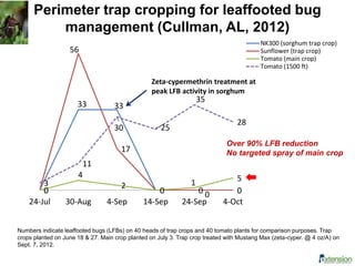 Perimeter trap cropping for leaffooted bug
management (Cullman, AL, 2012)
0
33 33
0 0 00
56
17
0 0 00
4
2
0
1 5
3
11
30 25
35
28
24-Jul 30-Aug 4-Sep 14-Sep 24-Sep 4-Oct
NK300 (sorghum trap crop)
Sunflower (trap crop)
Tomato (main crop)
Tomato (1500 ft)
Numbers indicate leaffooted bugs (LFBs) on 40 heads of trap crops and 40 tomato plants for comparison purposes. Trap
crops planted on June 18 & 27. Main crop planted on July 3. Trap crop treated with Mustang Max (zeta-cyper. @ 4 oz/A) on
Sept. 7, 2012.
Zeta-cypermethrin treatment at
peak LFB activity in sorghum
Over 90% LFB reduction
No targeted spray of main crop
 