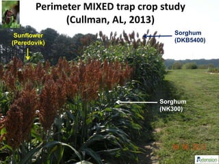 Perimeter MIXED trap crop study
(Cullman, AL, 2013)
Sunflower
(Peredovik)
Sorghum
(NK300)
Sorghum
(DKB5400)
 