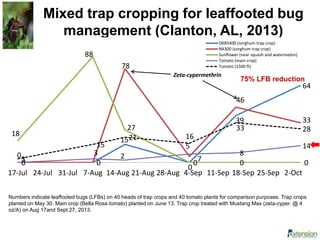 Mixed trap cropping for leaffooted bug
management (Clanton, AL, 2013)
0 0
15
0
39
64
0 0
78
5
46
33
18
88
27
0
0 0
0 3 2 7
8
14
3
15
21 16
33 28
17-Jul 24-Jul 31-Jul 7-Aug 14-Aug 21-Aug 28-Aug 4-Sep 11-Sep 18-Sep 25-Sep 2-Oct
DKB5400 (sorghum trap crop)
NK300 (sorghum trap crop)
Sunflower (near squash and watermelon)
Tomato (main crop)
Tomato (1500 ft)
Numbers indicate leaffooted bugs (LFBs) on 40 heads of trap crops and 40 tomato plants for comparison purposes. Trap crops
planted on May 30. Main crop (Bella Rosa tomato) planted on June 13. Trap crop treated with Mustang Max (zeta-cyper. @ 4
oz/A) on Aug 17and Sept 27, 2013.
Zeta-cypermethrin
75% LFB reduction
 