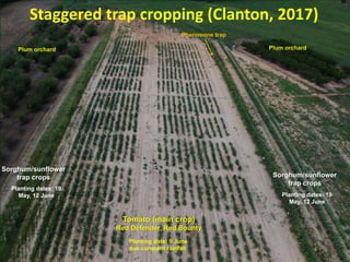 Staggered trap cropping (Clanton, 2017)
Tomato (main crop)
Red Defender, Red Bounty
Sorghum/sunflower
trap crops
Sorghum/sunflower
trap crops
Plum orchard Plum orchard
Planting dates: 19
May, 12 June
Planting date: 9 June
due constant rainfall
Pheromone trap
Planting dates: 19
May, 12 June
 