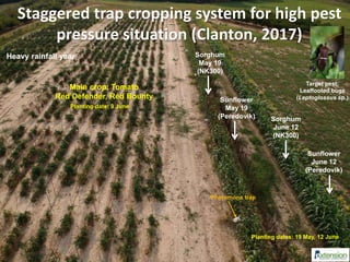 Sunflower
May 19
(Peredovik) Sorghum
June 12
(NK300)
Main crop: Tomato
Red Defender, Red Bounty
Staggered trap cropping system for high pest
pressure situation (Clanton, 2017)
Sorghum
May 19
(NK300)
Target pest:
Leaffooted bugs
(Leptoglossus sp.)
Sunflower
June 12
(Peredovik)
Planting dates: 19 May, 12 June
Planting date: 9 June
Pheromone trap
Heavy rainfall year
 