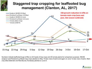 Staggered trap cropping for leaffooted bug
management (Clanton, AL, 2017)
5
9
21
53
36
1919
16
5
4
9
8
0 2
12
9
27
25
6 6 5
9 10
13
11
15
18
16
38
23
15-Aug 22-Aug 29-Aug 5-Sep 12-Sep 19-Sep 26-Sep 3-Oct 10-Oct 17-Oct
Sorghum NK300 (19 May)
Peredovik Sunflower (19 May)
Sorghum NK300 (12 June)
Peredovik Sunflower (12 June)
Tomato (Main Crop)
Tomato (1500 ft)
>60 percent reduction in LFBs on
tomato main crop (very wet
year, late season outbreak)
Numbers indicate leaffooted bugs (LFBs) on 20 heads of trap crops and 20 tomato plants for comparison purposes. NK300
sorghum and Peredovik sunflower trap crops planted on May 19 (two rows of each) and again on June 12 (two rows of each). Main
crop (Red Defender and Red Bounty Tomatoes) planted on June 9.
 