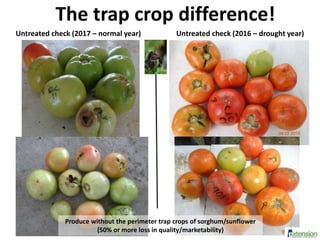 The trap crop difference!
Untreated check (2017 – normal year) Untreated check (2016 – drought year)
Produce without the perimeter trap crops of sorghum/sunflower
(50% or more loss in quality/marketability)
 
