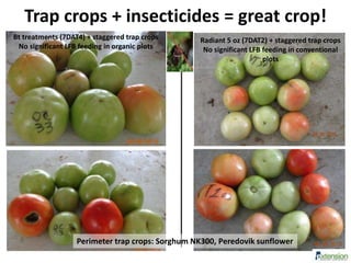 Trap crops + insecticides = great crop!
Radiant 5 oz (7DAT2) + staggered trap crops
No significant LFB feeding in conventional
plots
Perimeter trap crops: Sorghum NK300, Peredovik sunflower
Bt treatments (7DAT4) + staggered trap crops
No significant LFB feeding in organic plots
 