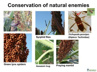 Conservation of natural enemies
Green lynx spiders
Syrphid flies
Assassin bug Praying mantid
Trichopoda pennipes
(Diptera: Tachinidae)
 