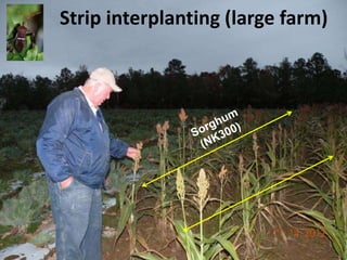 Strip interplanting (large farm)
 