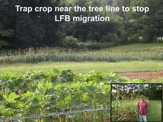 Trap crop near the tree line to stop
LFB migration
 