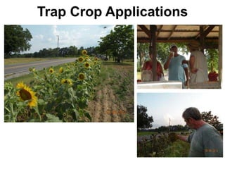 Trap Crop Applications
 